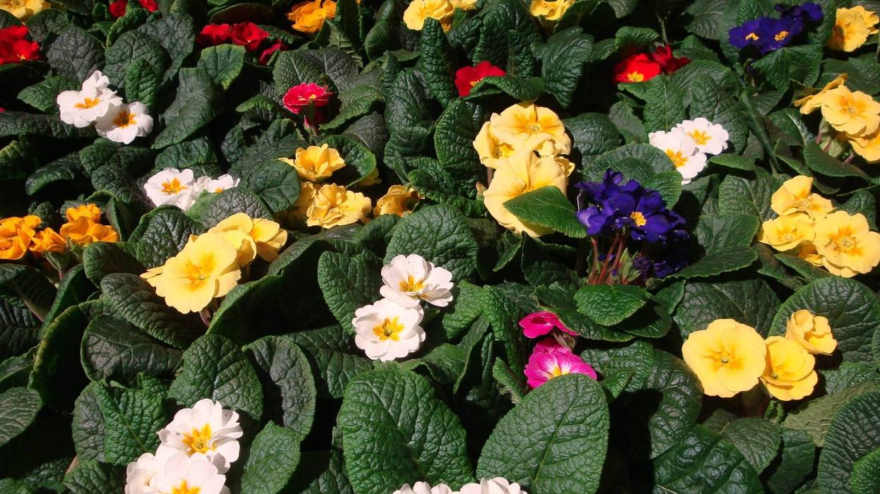 CT Flower and Garden Show