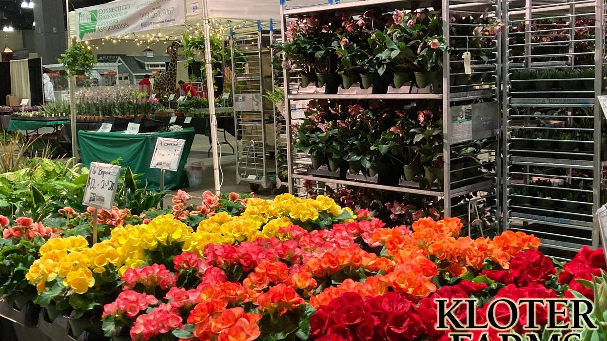 CT Flower Show