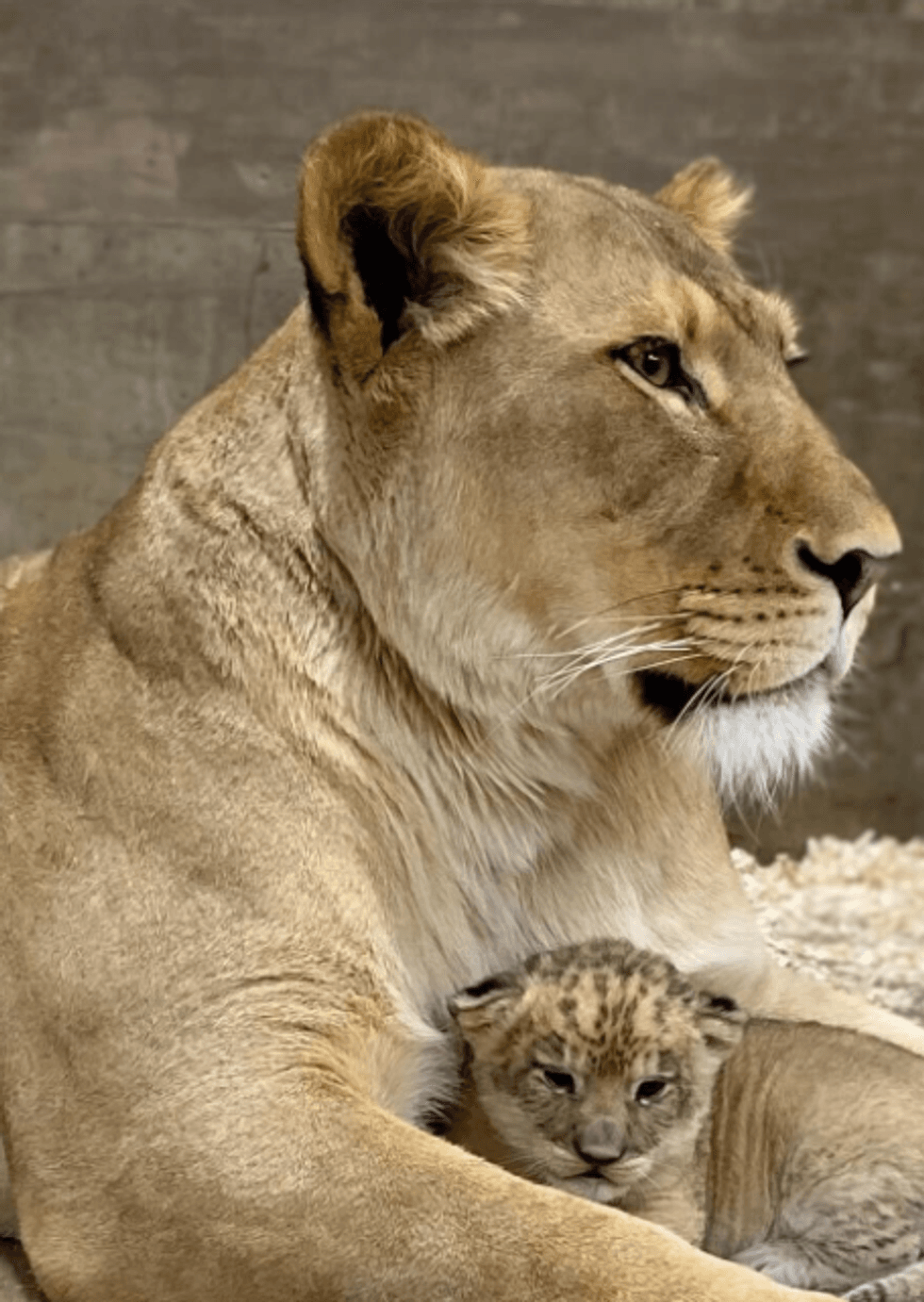 cub and mom