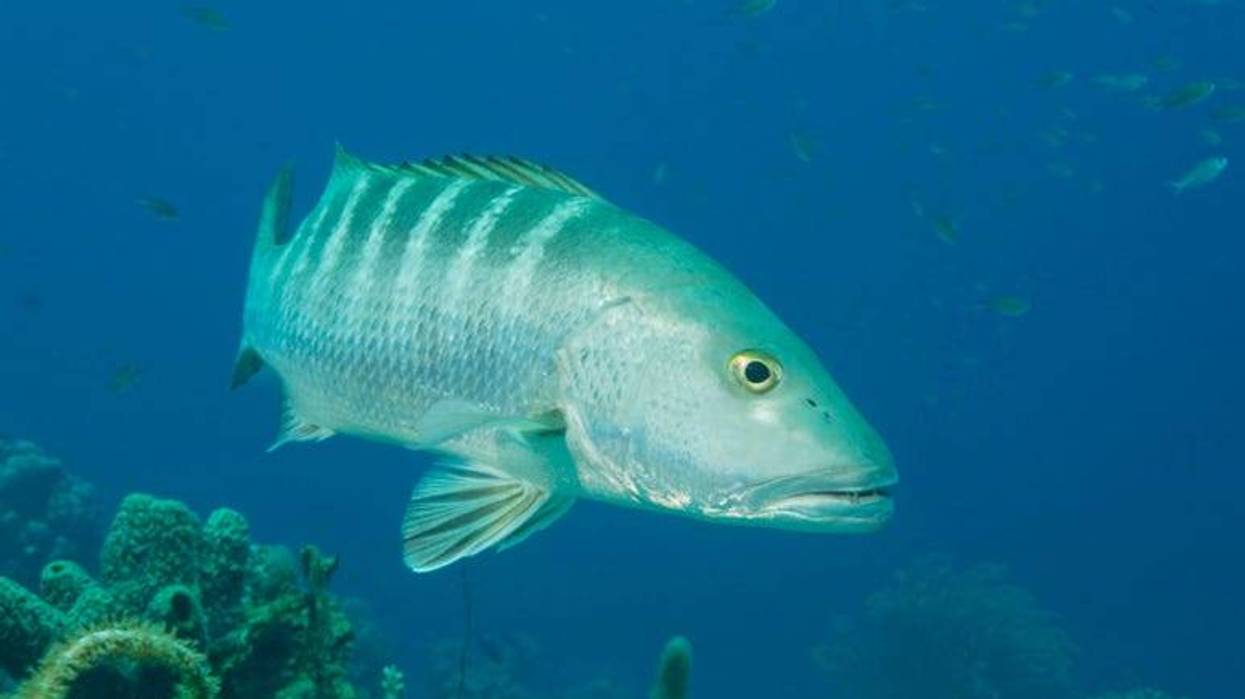 Cubera_Snapper