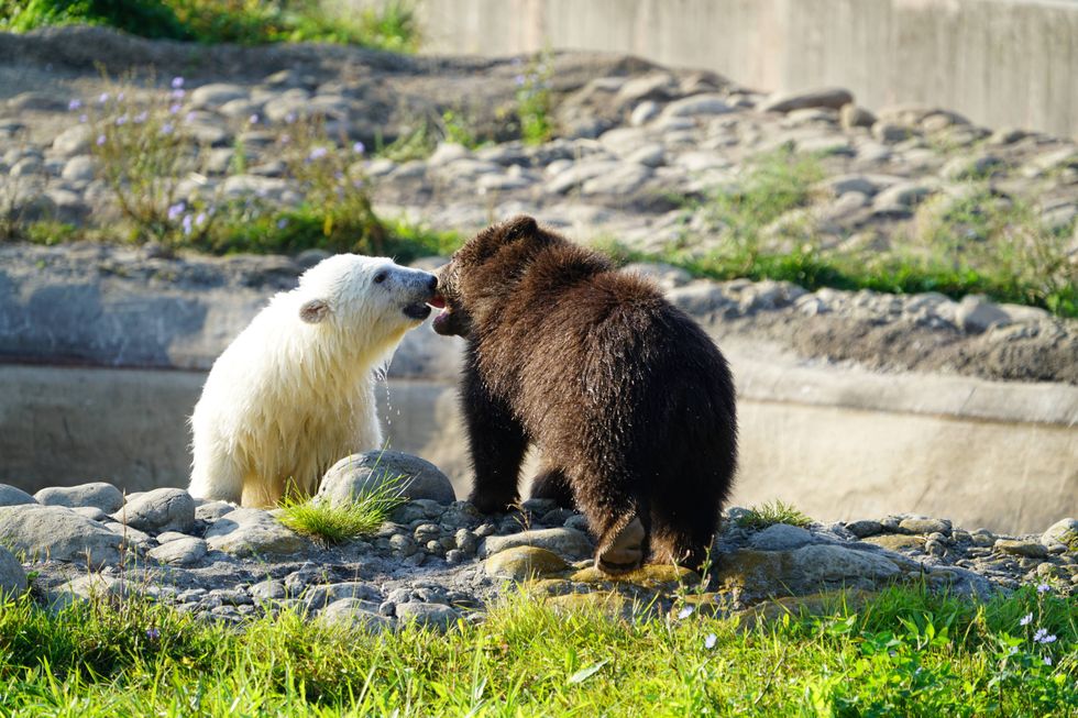cubs at Detroit Zoo