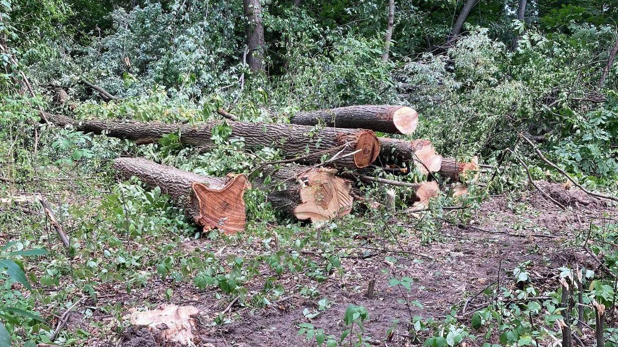 cut trees on ground