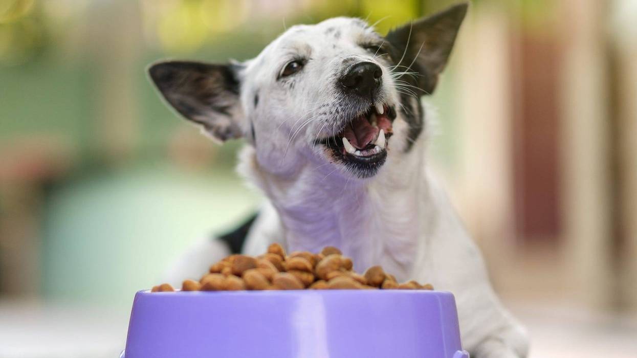 Cute black and white dog eating kibble dog food from a bowl in backyard.