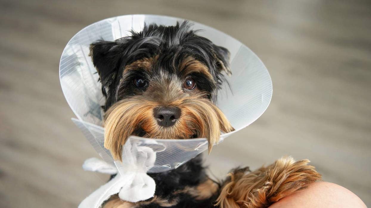 cute puppy in dog cone collar for recovery
