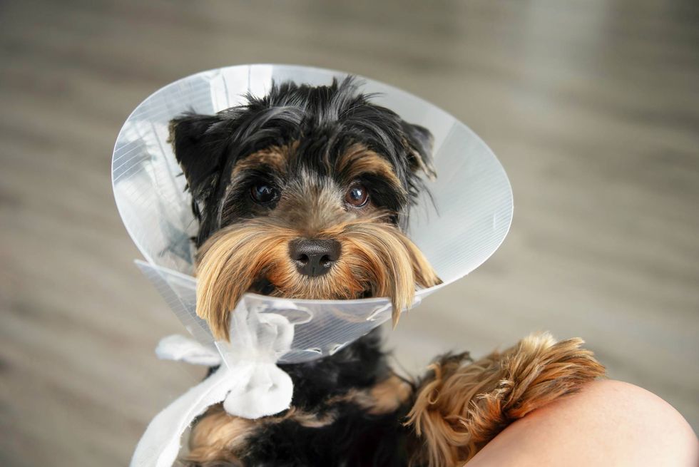 WEEKEND WALLET: Can you actually afford a pet?