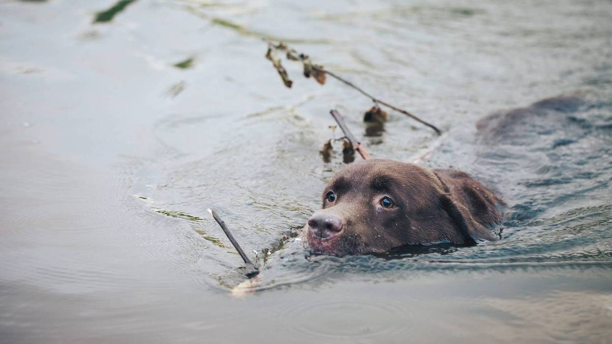 cute redhead corgi dog puppy swims in the lake