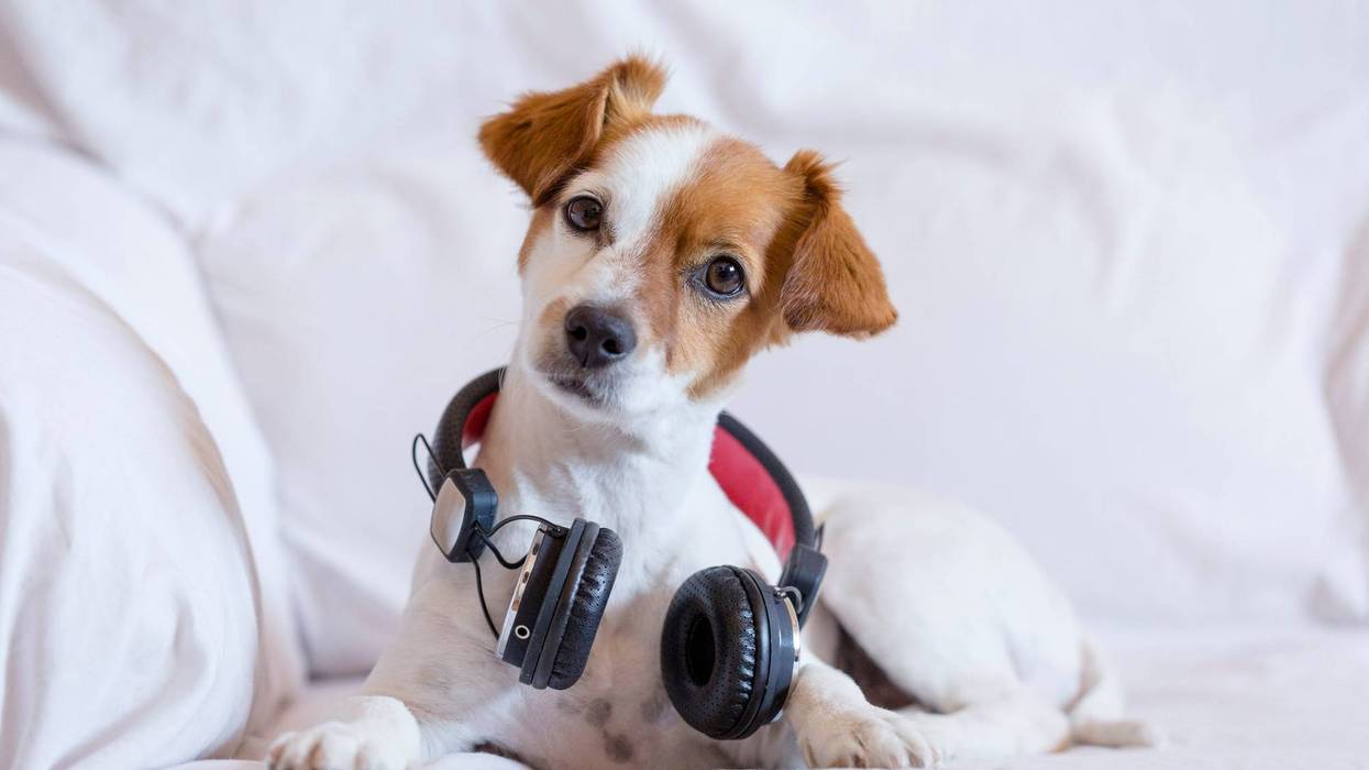 cute young small dog listening sitting on the sofa with headphones