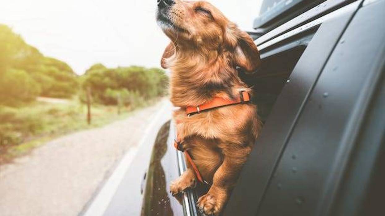 Dachshund riding in car with head hanging out the window