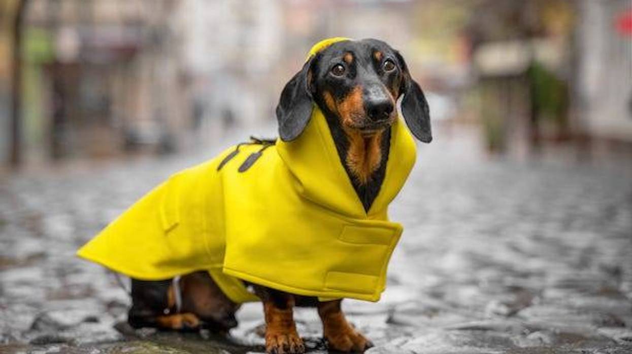 Dachshund wearing a yellow raincoat