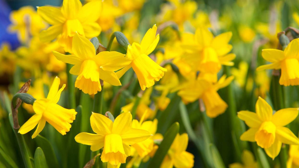 Daffodils <3