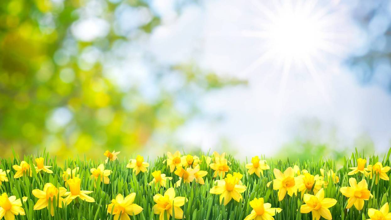 Daffodils