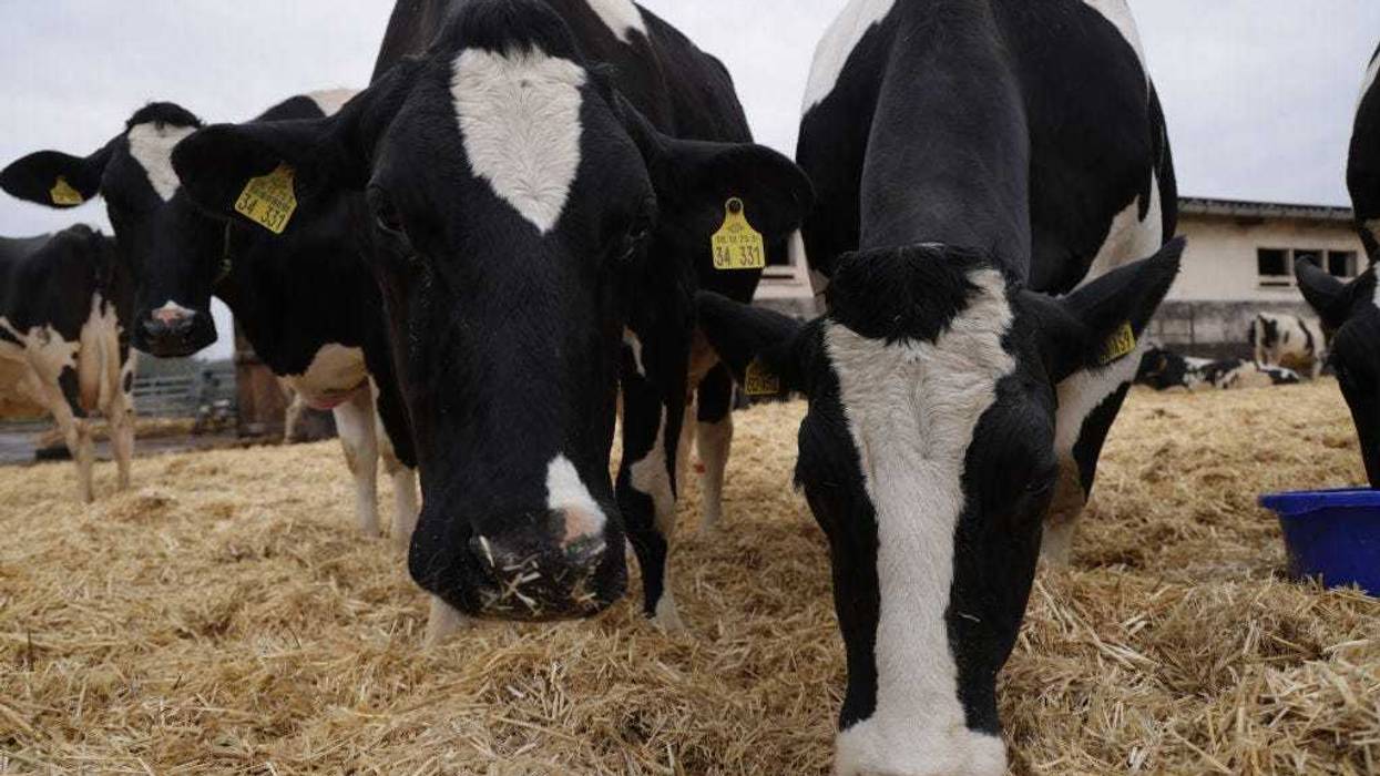 Dairy cows stand among hay at the Havelland Ribbeck farm on March 22, 2024 near Nauen, Germany.