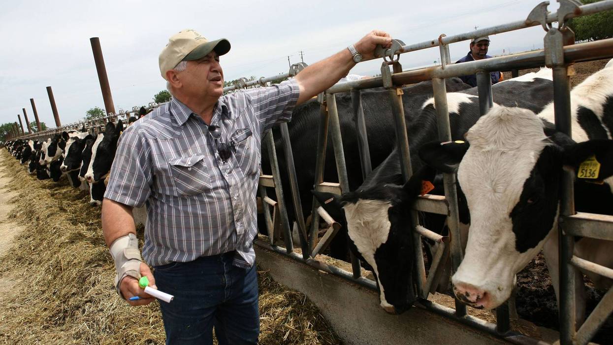 Dairyman Frank Faria checks on cows at the Faria Dairy Farm June 3, 2009 in Escalon, California. As milk prices plummet due to weakening international and national demand, dairy farmers across the U.S. are struggling to turn a profit.