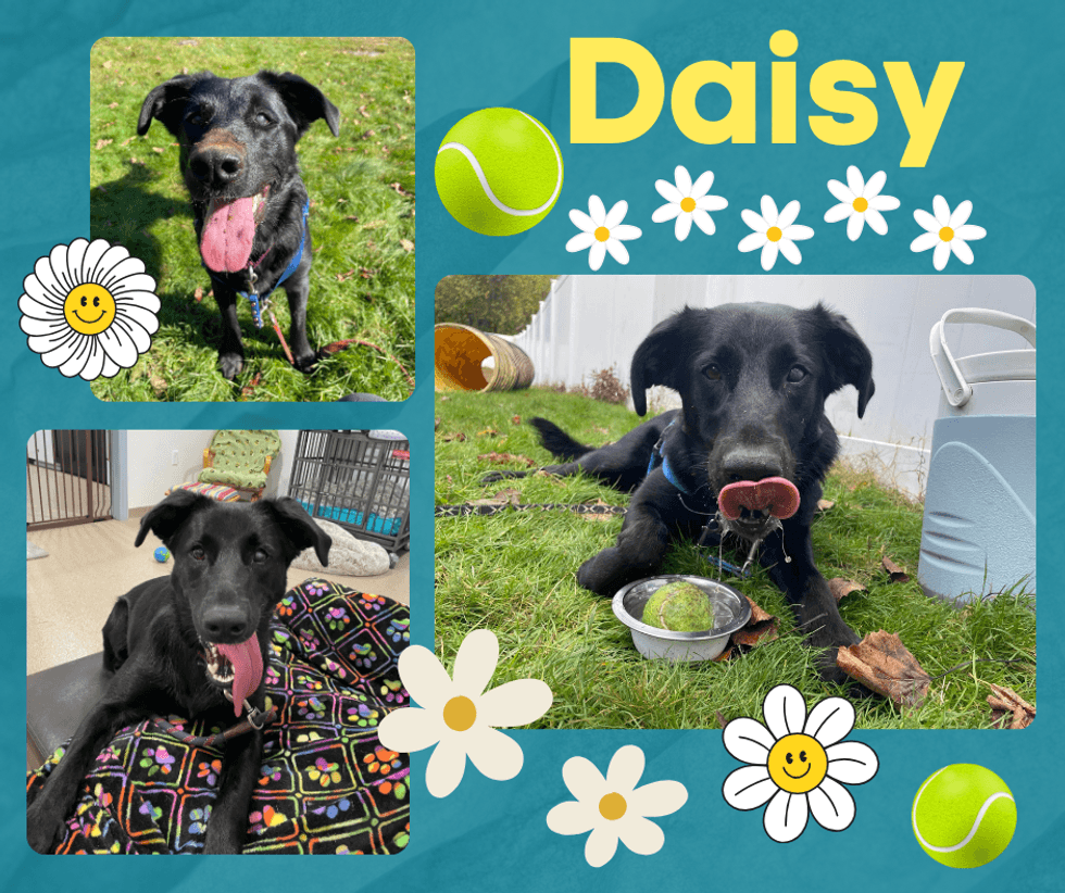 Daisy