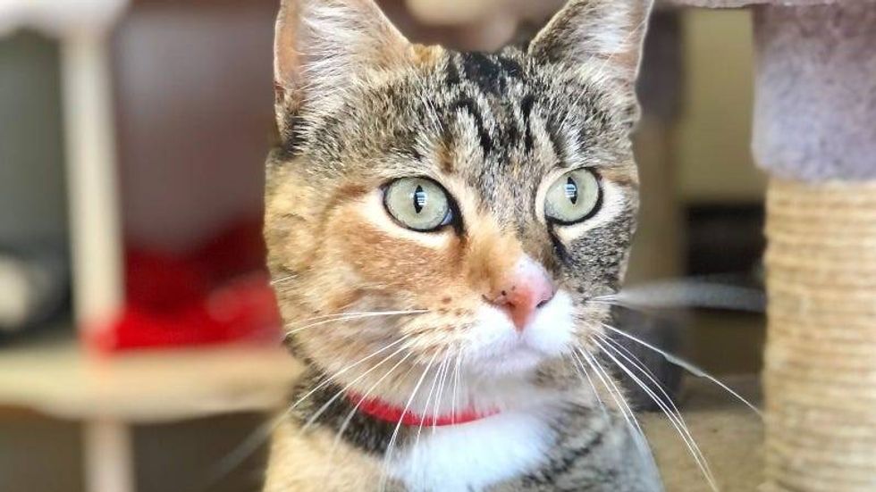 Dakota @ Austin Humane Society 10/10/22