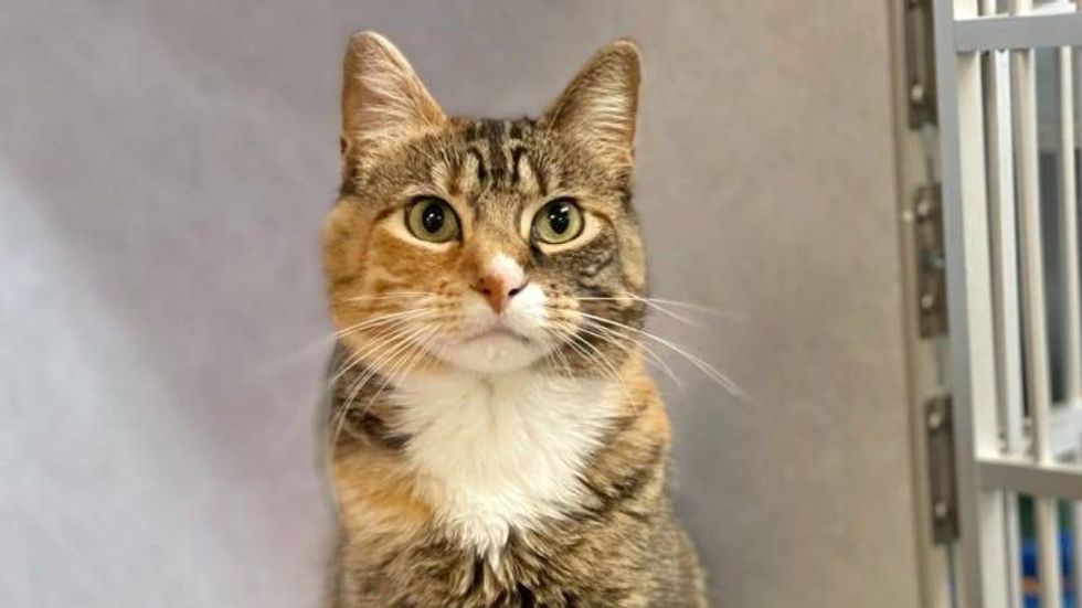 Dakota @ Austin Humane Society 12/2 1/22