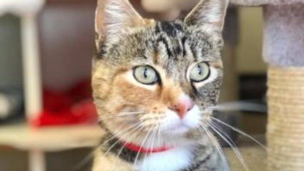 Dakota @ Austin Humane Society 4/20/22