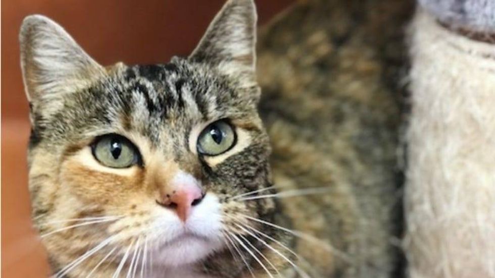 Dakota @ Austin Humane Society 7/27/22