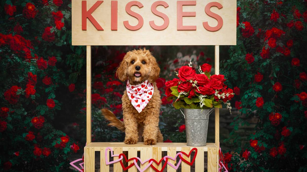 Dallas Animal Services is encouraging North Texans to celebrate Valentine's Day weekend by spending time with shelter dogs through adoption events, staycations, and daytime outings designed to get pets out of kennels and into loving homes.