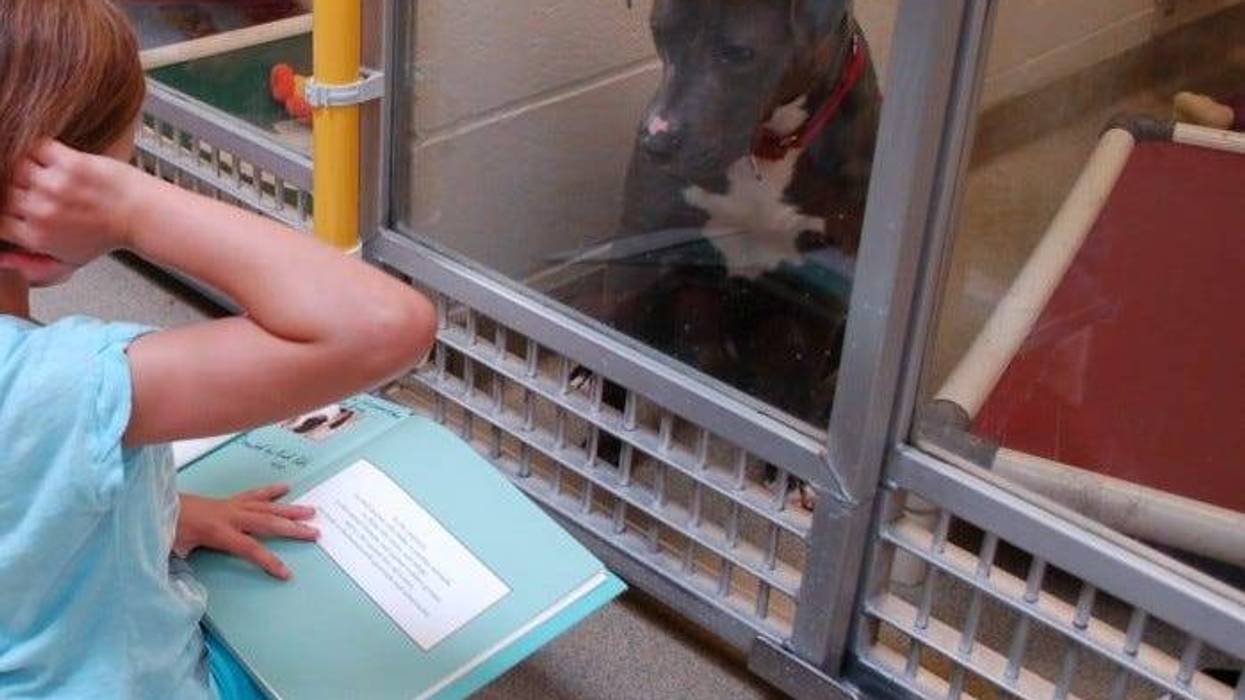 Dallas Animal Services is inviting the public to help shelter pets cope with New Year’s Eve stress during a late-night event designed to provide calm and comfort as fireworks and celebrations ramp up across the city.