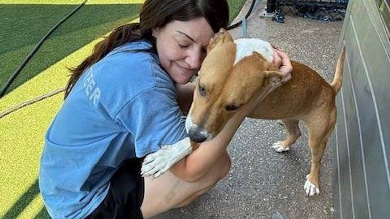 Dallas Animal Services is temporarily scaling back its intake of stray dogs after confirming several cases of canine distemper at the city shelter.