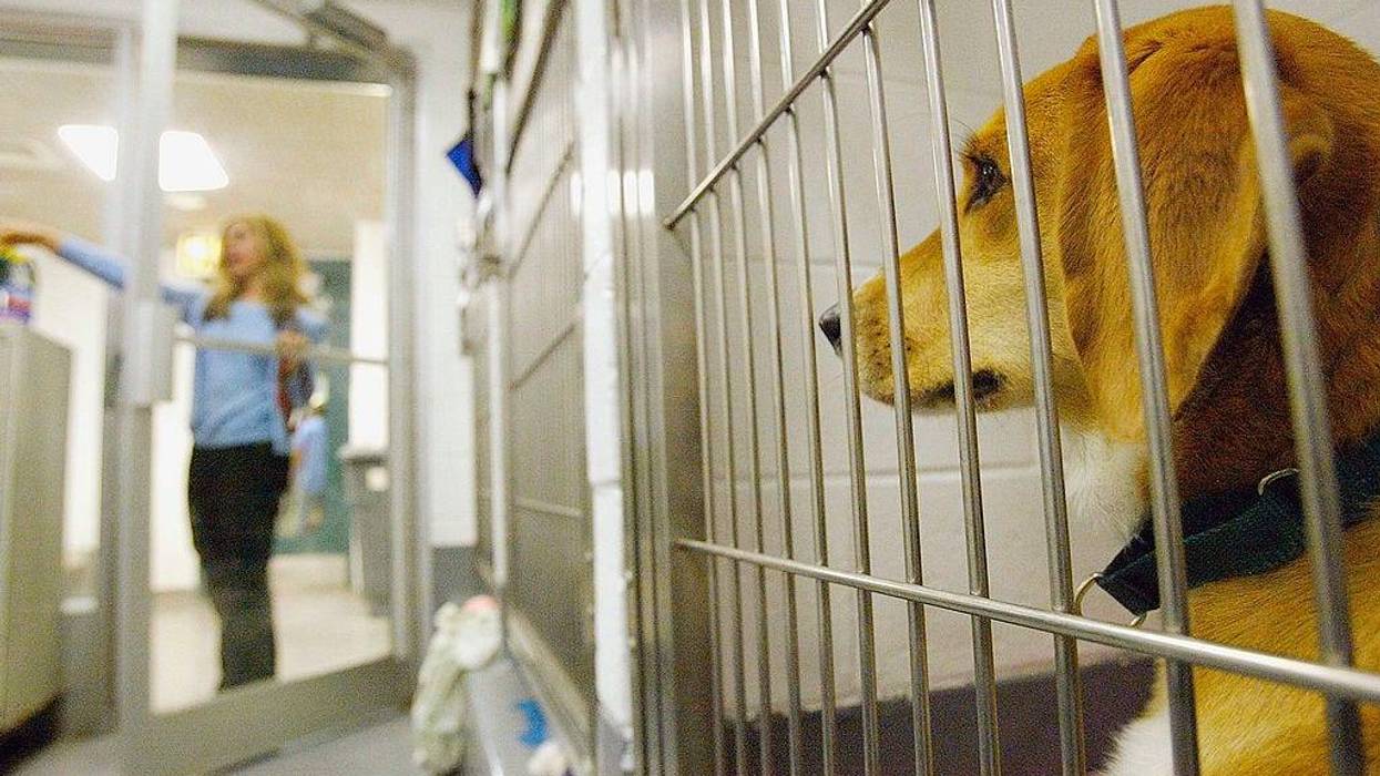 Dallas Animal Services is urging residents to temporarily foster dogs to help contain a distemper outbreak at the city shelter.