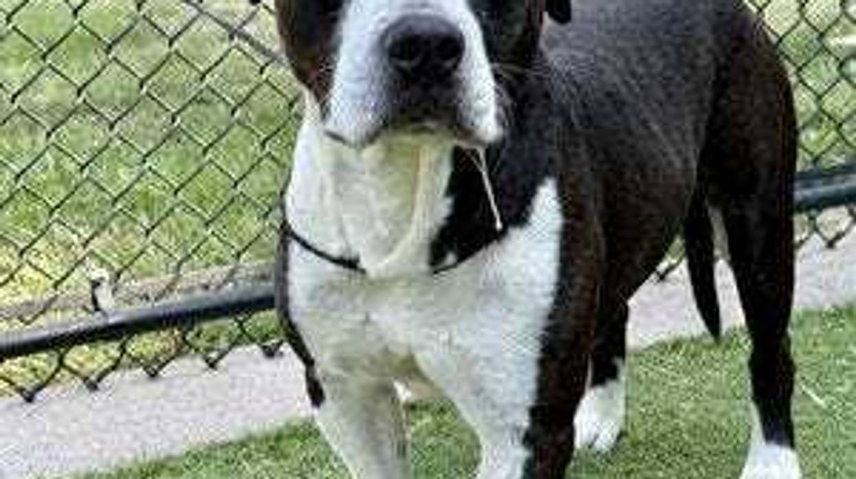 Dallas Animal Services