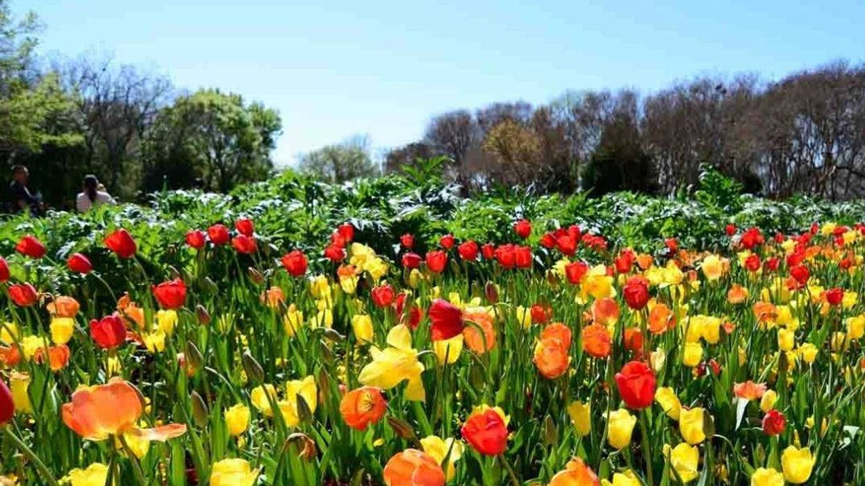 Dallas Arboretum