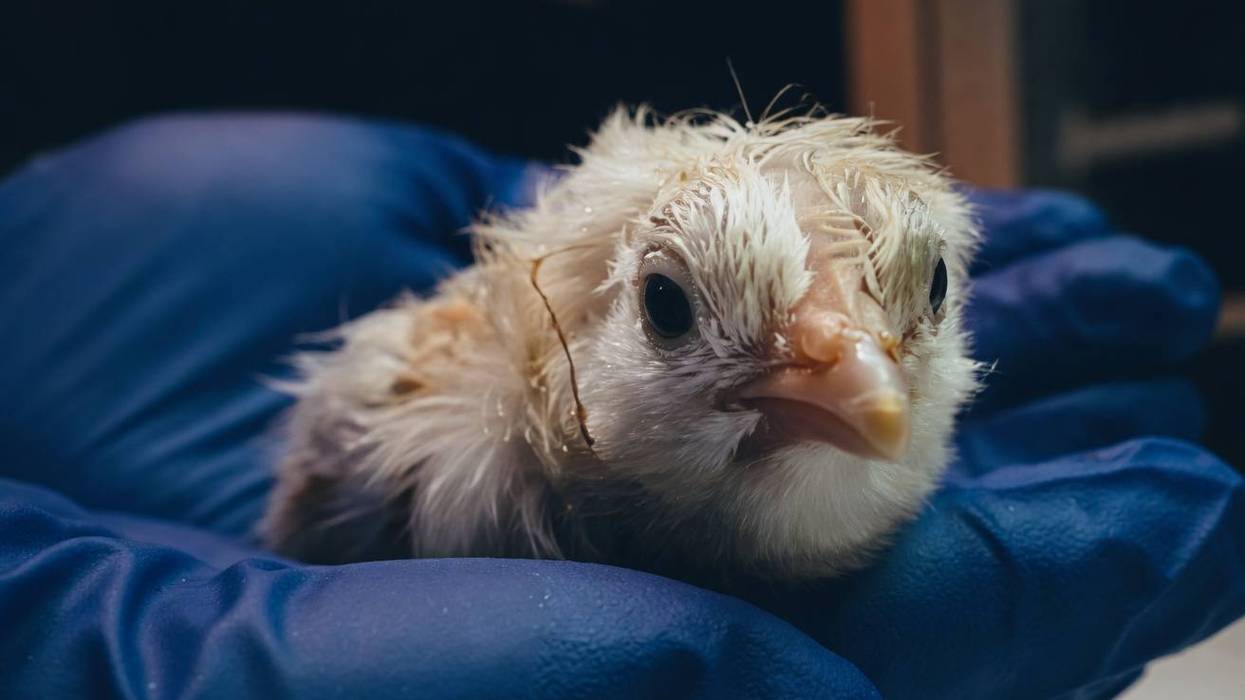 Dallas-based Colossal Biosciences has achieved a world first by hatching 26 healthy live chicks from a fully artificial egg system with no natural shell or hen involved.