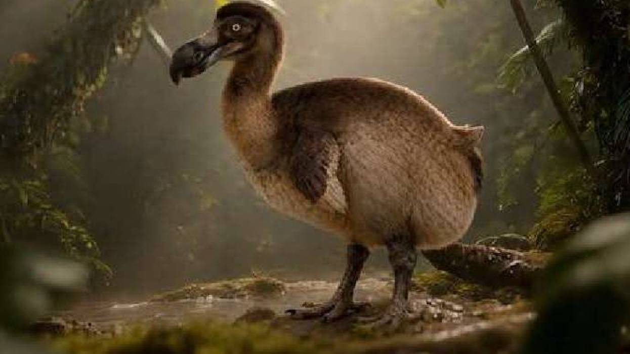 Dallas-based Colossal Biosciences is using a new AI platform called GenoMorph to help identify genetic targets for reviving the extinct dodo bird. The company announced the tool this month after it pinpointed roughly 2,300 DNA regions tied to the bird’s distinctive beak and facial structure.