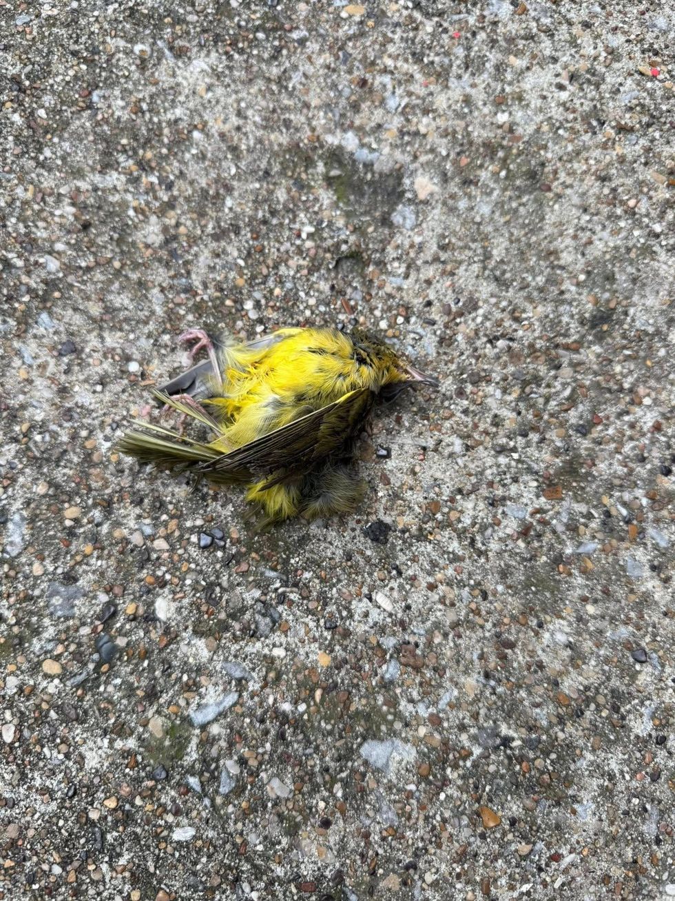 Dallas is redesigning its new convention center with features intended to protect migratory birds, responding to years of advocacy from environmental groups who say the existing building has contributed to the deaths of hundreds of birds along one of North America