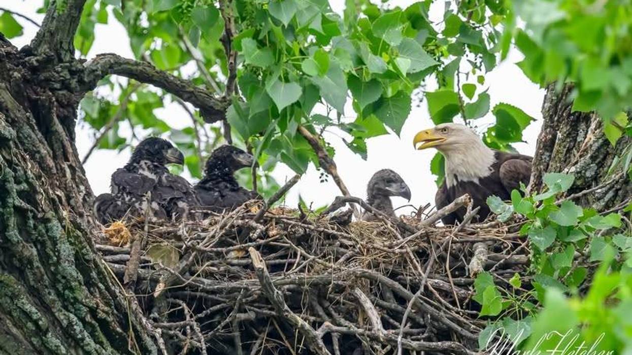 Eagle Update: Nick and Nora’s Triplets Survive the Storms!