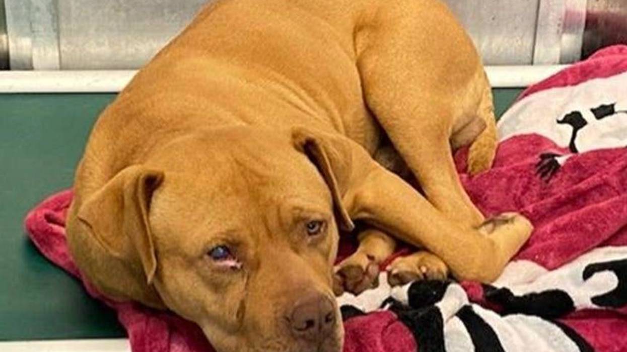 Dallas police looking the shooter who wounded a dog earlier this month