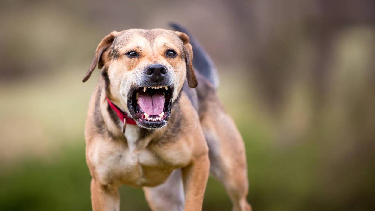 Dallas police say more than 200 dogs were rescued and dozens of firearms seized during a large-scale dog fighting and animal cruelty investigation that also uncovered illegal drugs at multiple locations across the city.