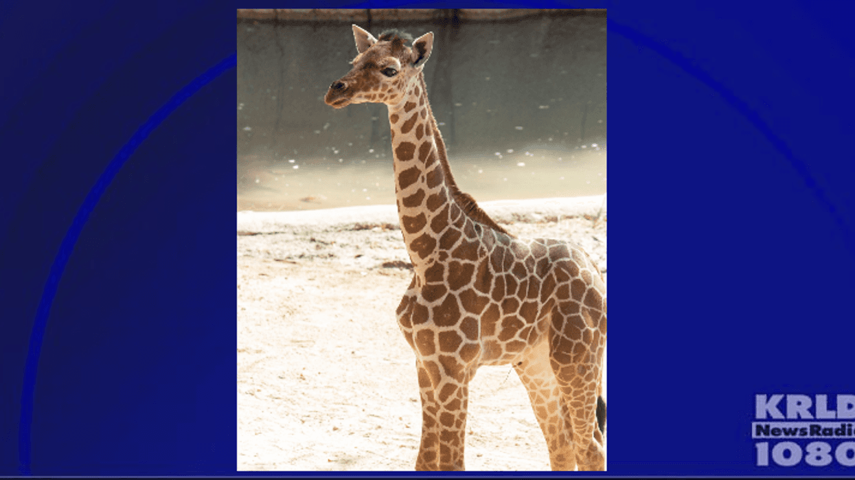 Dallas Zoo announces death of 3-month-old giraffe calf