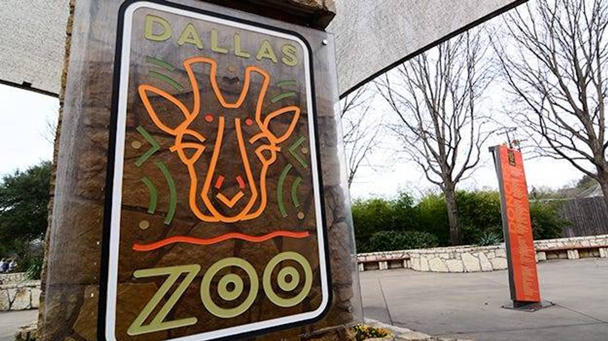 Dallas Zoo bids farewell to popular chimpanzee Mshindi