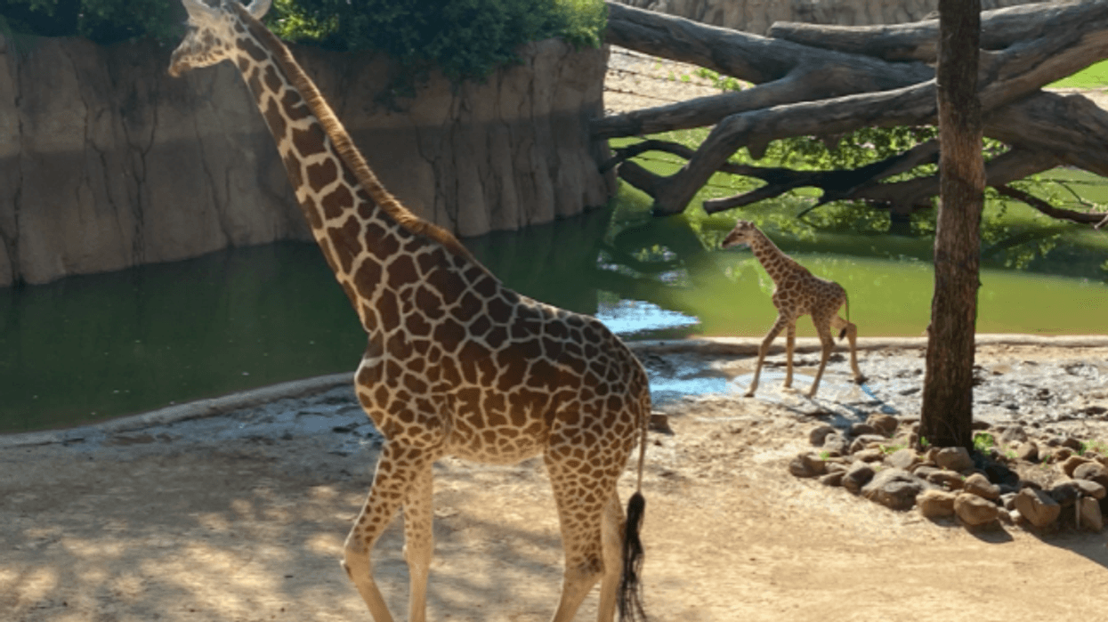 Dallas Zoo's four-day-old baby giraffe introduced to the public today