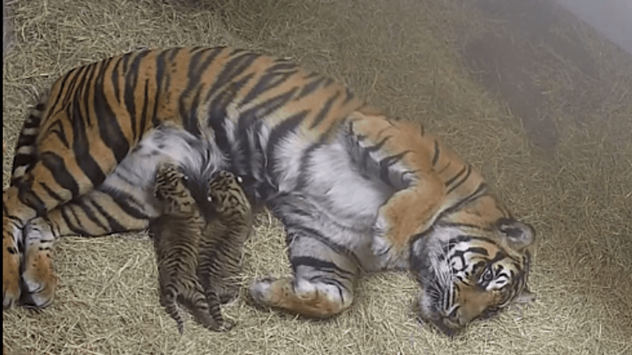 Dallas Zoo welcomes two Sumatran tiger cubs and opens public naming contest