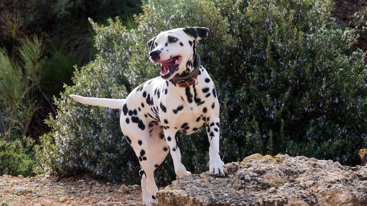 dalmatian dog posing and playing in the field