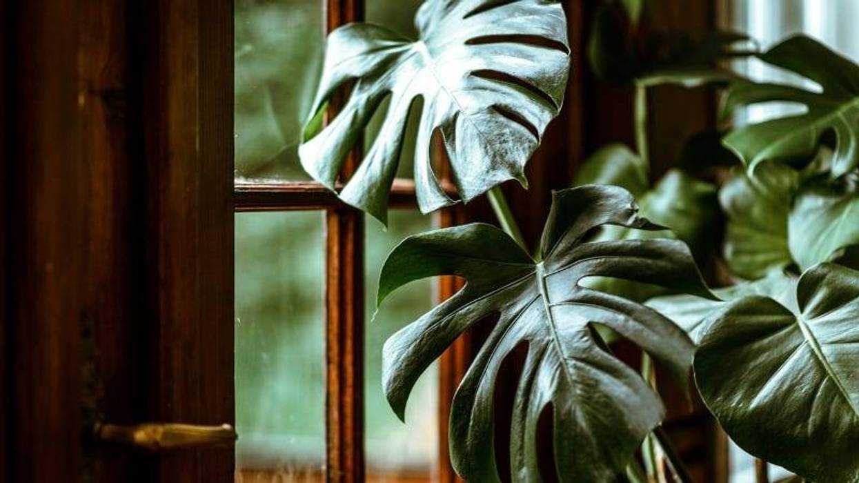 Damian Lugowski Getty Images