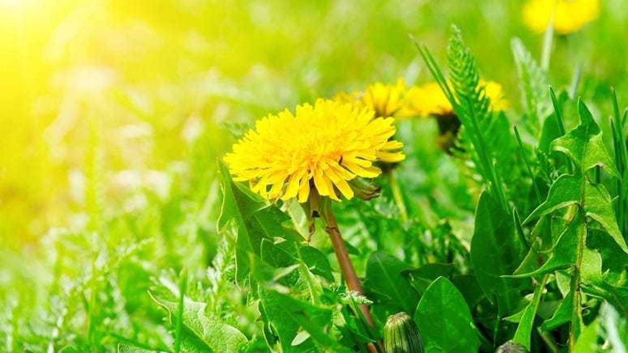 Dandelions Are Good For Us and The Earth