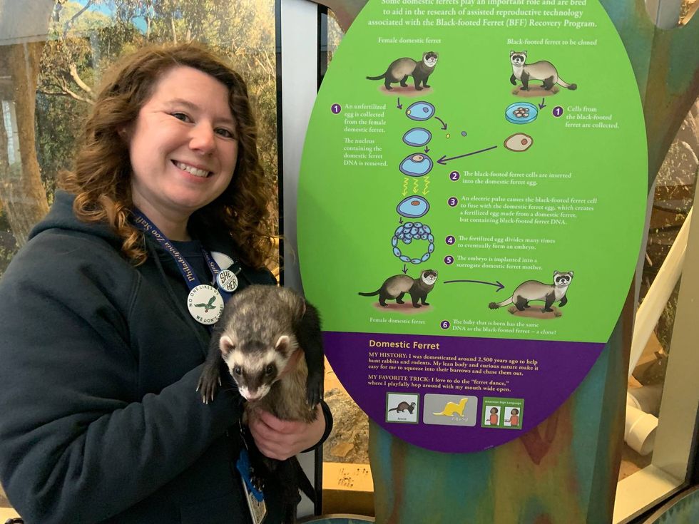 Dani Hogan, director of mission integration at the Philadelphia Zoo, holds a domestic ferret, a species that played a big part in the conservation of its wild cousin, the black-footed ferret.