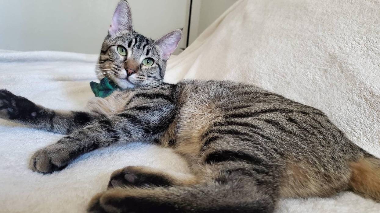 Daphne, an almost-one-year-old tabby cat up for adoption through ARE Animal Rescue in Hemet