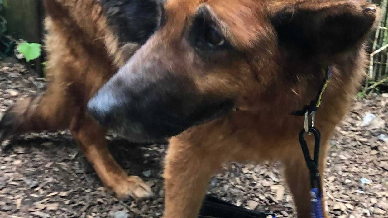 Daphne, one of the German shepherds rescued from the abandoned mansion in Paterson on Tuesday.
