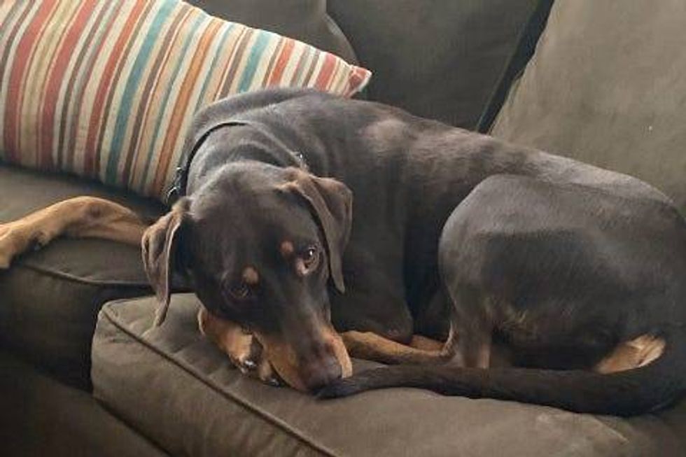 Darcy is a 3-year-old, female Pinscher, Doberman, Retriever, Labrador mix. She weighs 69 pounds.