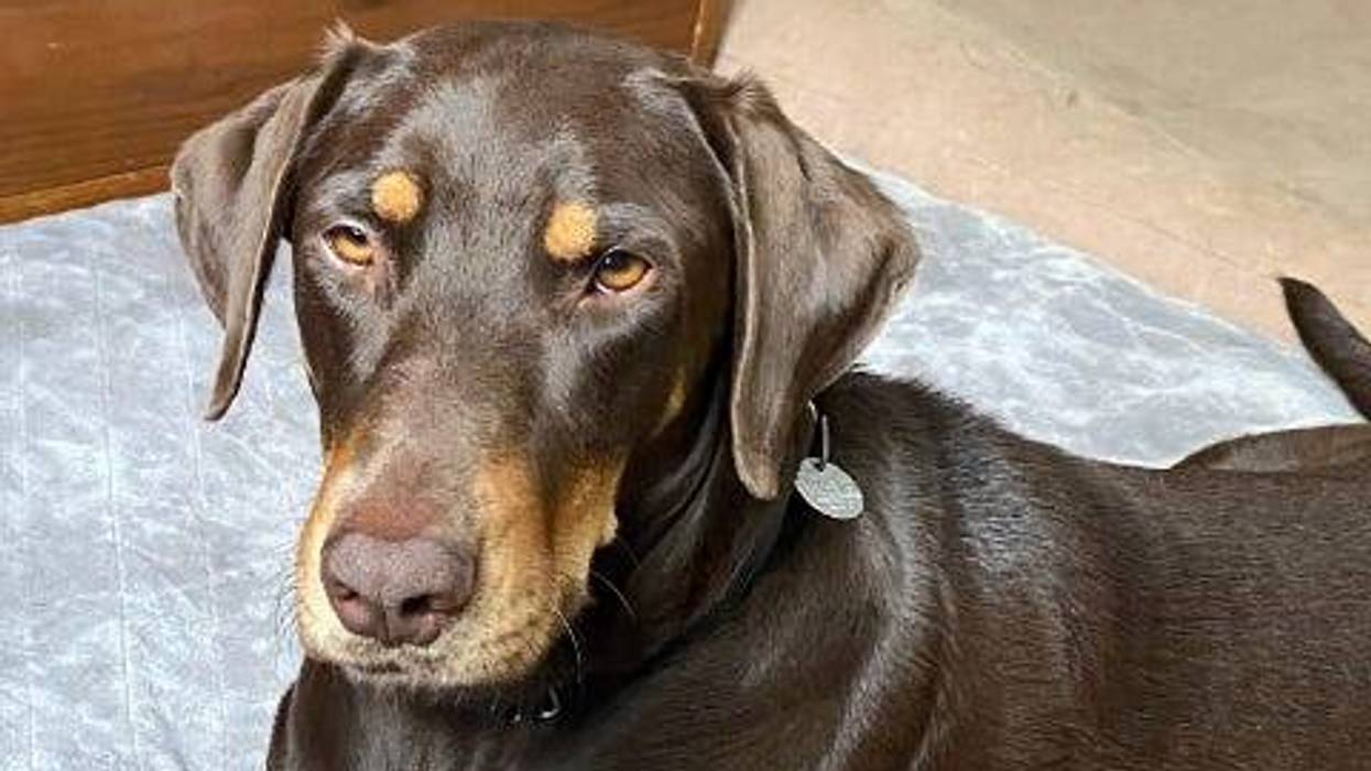 Darcy is a 3-year-old, female Pinscher, Doberman, Retriever, Labrador mix. She weighs 69 pounds.