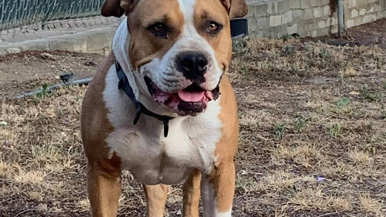 Darla, a three and a half year dog up for adoption through ARE Animal Rescue in Hemet