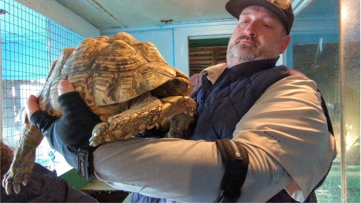 Darren Minier , Director of Animal Welfare and Research at Oakland Zoo, rescuing tortoise from the shutdown Tri-State Zoological Park.