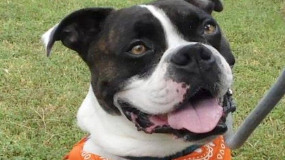 Dash Austin Humane Society 6/30/21
