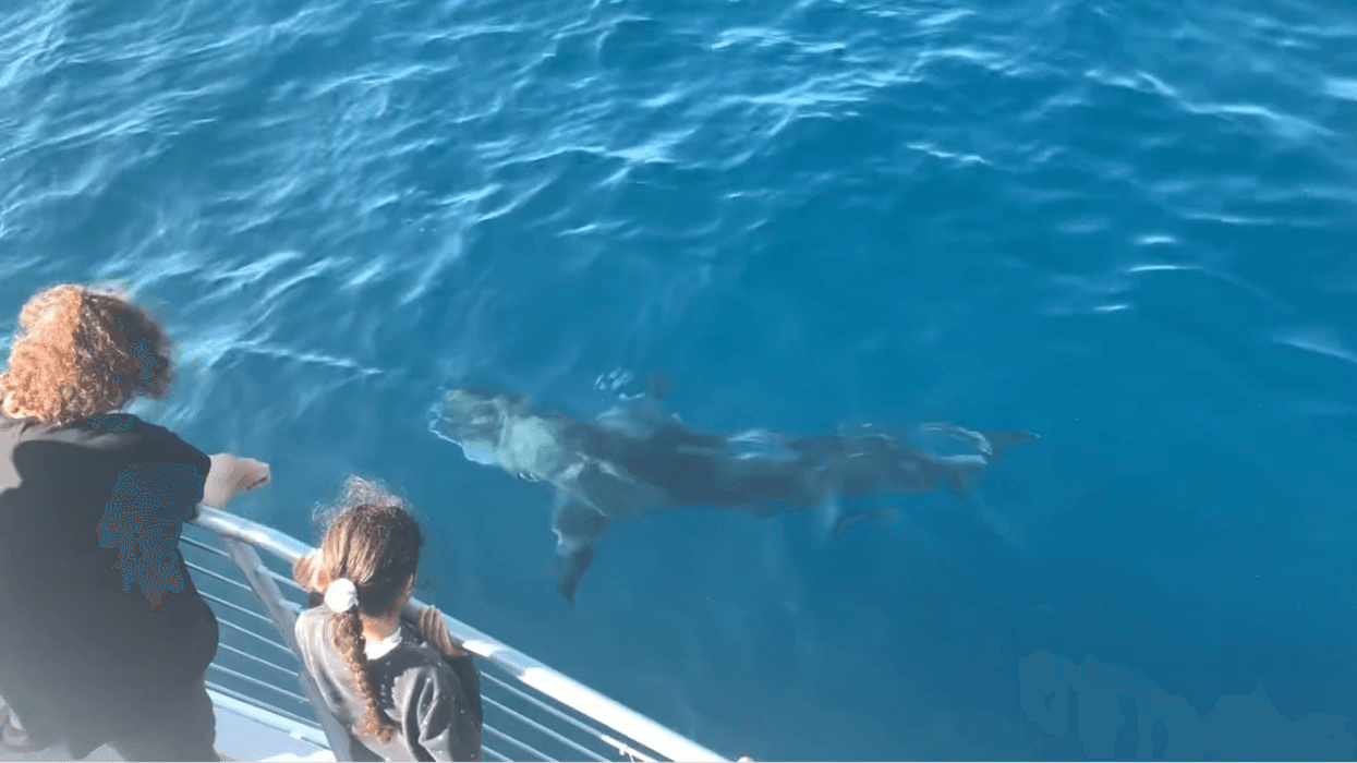 Davey’s Locker Whale Watching